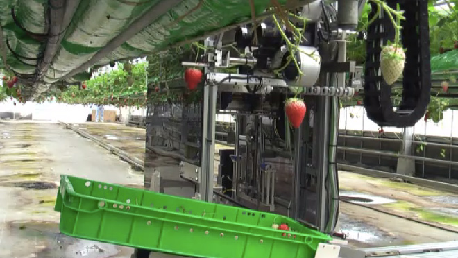 xuất khẩu lao động Nhật Bản trồng dâu tây