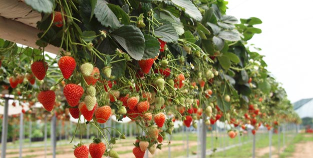 xuất khẩu lao động Nhật Bản trồng dâu tây