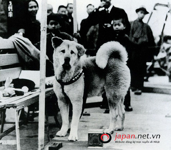 Độ nổi tiếng của chú chó Hachiko- chú chó trung thành nhất Nhật Bản
