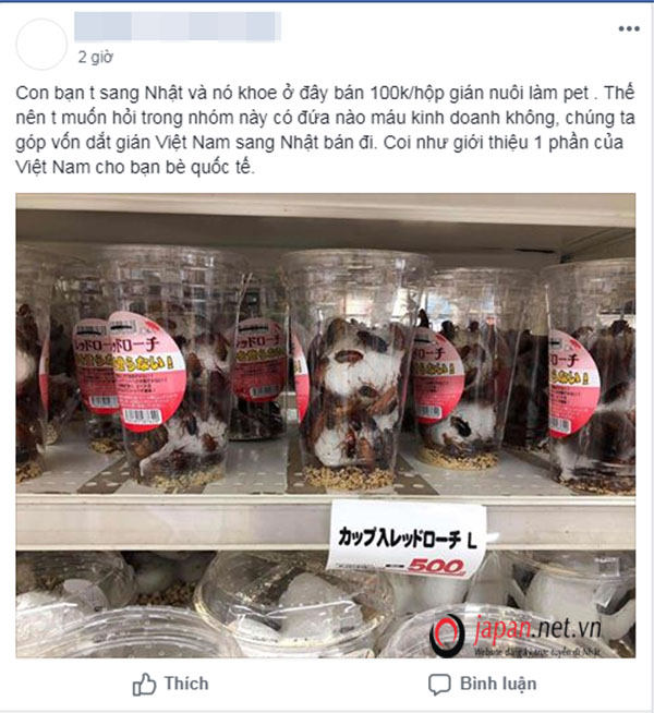 Phát sốt với hình ảnh gián làm thú cưng tại siêu thị Nhật, 100 nghìn/ hộp