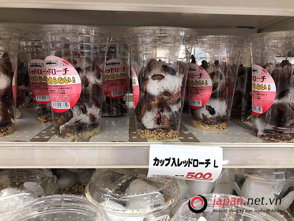 Phát sốt với hình ảnh gián làm thú cưng tại siêu thị Nhật, 100 nghìn/ hộp