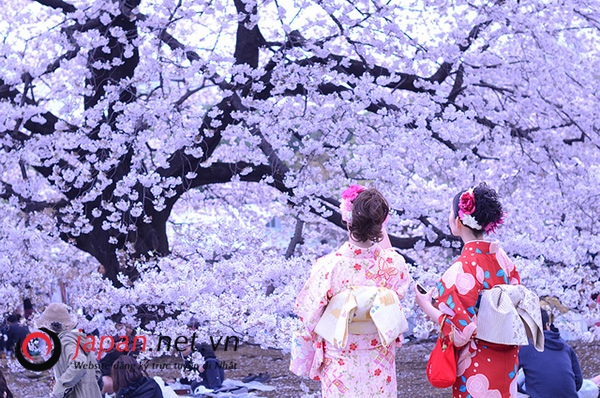 Top 7 bài hát sakura nổi tiếng nhất Nhật Bản- Bạn biết chưa?