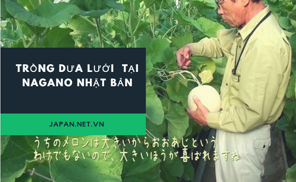 Cần Tuyển 36 Nam/ nữ đơn hàng nông nghiệp trồng dưa lưới tại Nagano Nhật Bản