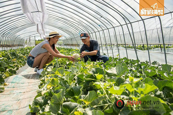 Cần Tuyển 36 Nam/ nữ đơn hàng nông nghiệp trồng dưa lưới tại Nagano Nhật Bản