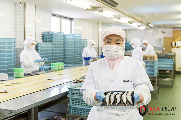 Đơn hàng HOT- Tuyển gấp 36 Nam/ nữ đơn hàng chế biến chả cá tại Kanagawa Nhật Bản