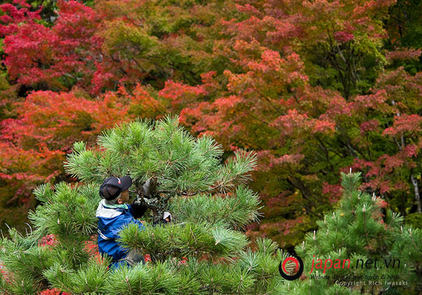 Thông báo đơn hàng cắt tỉa cây xanh tại Fukui Nhật Bản- thu nhập tốt, tỷ lệ đỗ cao