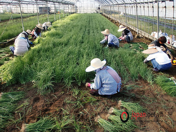 [NÓNG] Tuyển 30 Nam/nữ đi Nhật lần 2 đơn hàng trồng rau nhà kính LƯƠNG CAO