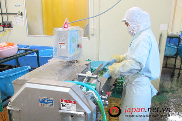 Đơn hàng ĐÓNG GÓI RAU CỦ cần tuyển 24 Nam/nữ làm việc tại Toyama Nhật Bản