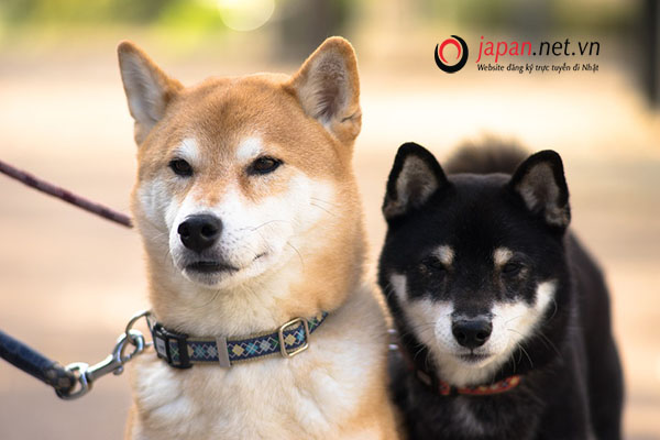 Điểm danh 7 loại chó Nhật đẹp, dễ nuôi rất được ưa chuộng ở Việt ...