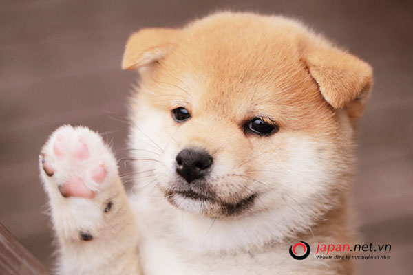 Điểm Danh 7 Loại Chó Nhật Đẹp, Dễ Nuôi Rất Được Ưa Chuộng Ở Việt Nam -  Japan.Net.Vn