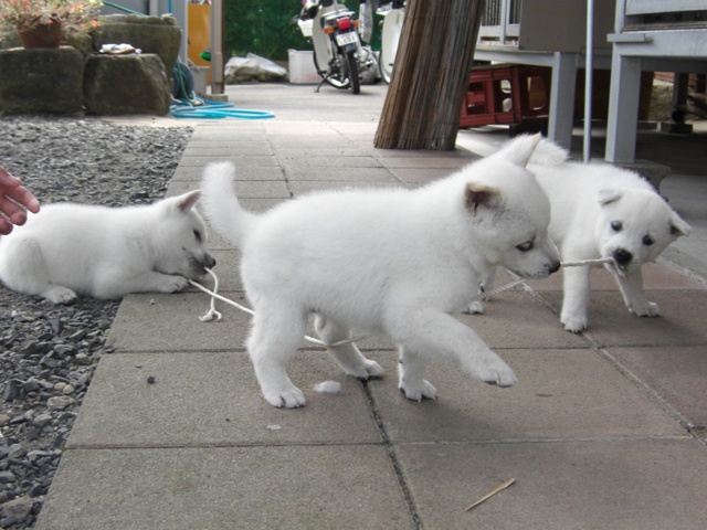 Điểm danh 7 loại chó Nhật đẹp, dễ nuôi rất được ưa chuộng ở Việt Nam