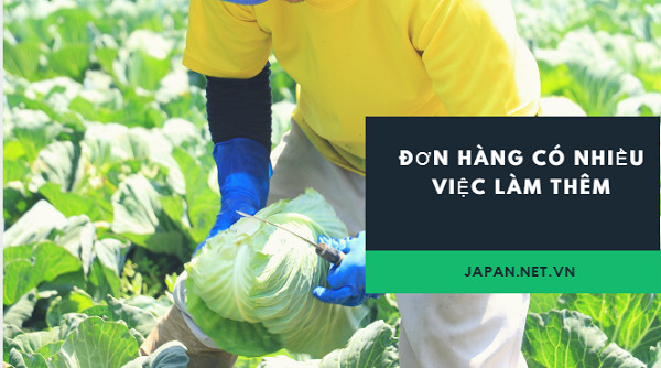 [Tuyển Gấp] Đơn hàng trồng và thu hoạch bắp cải tại Oita Nhật Bản
