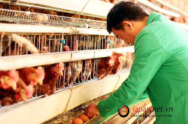 Đơn hàng cặp vợ chồng đi Nhật chăn nuôi gà tại Hyogo BAY GẤP