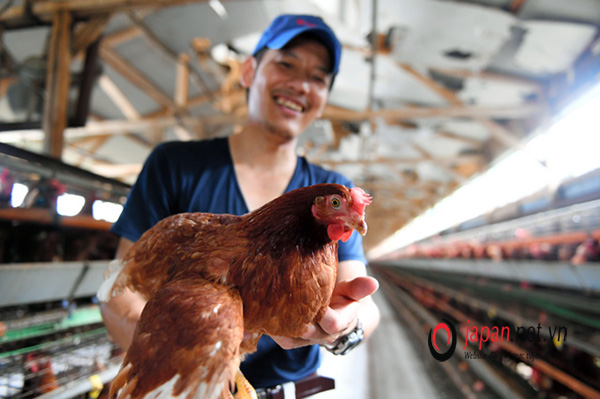 Đơn hàng cặp vợ chồng đi Nhật chăn nuôi gà tại Hyogo BAY GẤP
