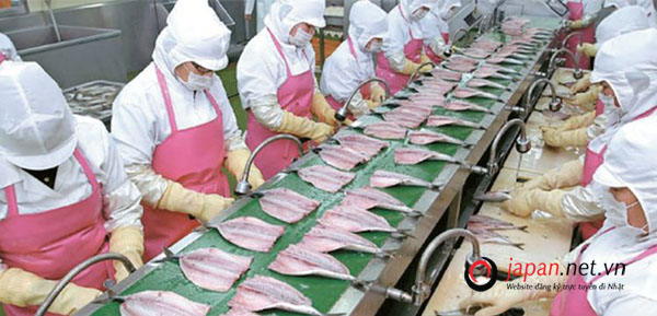 Tuyển 15 nữ chế biến cá biển khô LƯƠNG CAO Tại Ehime TĂNG CA LIÊN TỤC