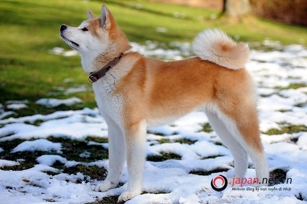 Chó Akita, loài chó biểu tượng của Hoàng gia Nhật Bản