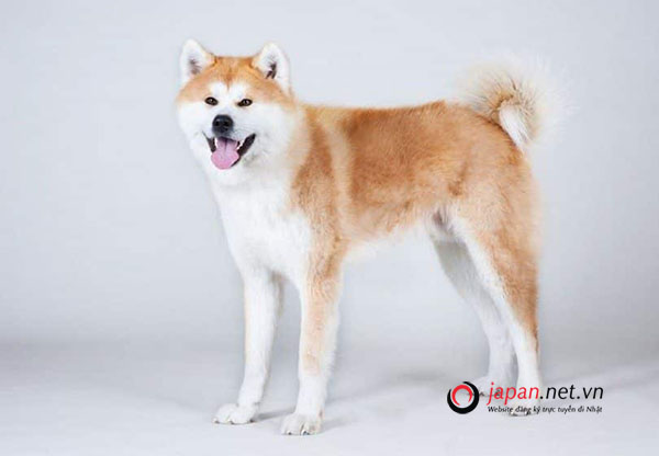 Chó Akita, loài chó biểu tượng của Hoàng gia Nhật Bản