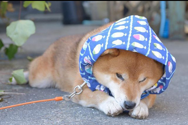 Chú chó Shiba Inu Ryuji thành thánh biểu cảm nhờ loạt ảnh bá đạo này!