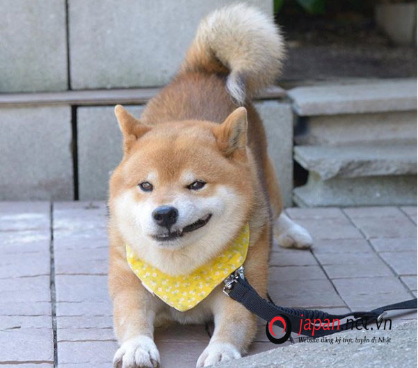 Tất tần tật những điều bạn cần biết về chó Shiba Inu Nhật Bản - Bệnh viện  Thú Y Thi Thi TP HCM