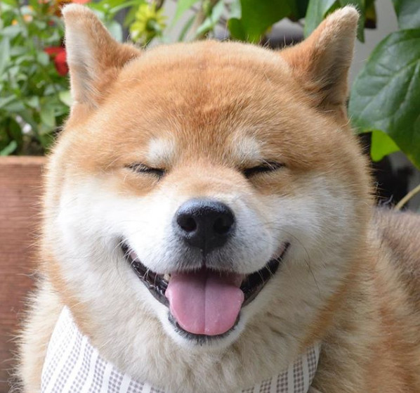 Chú chó Shiba Inu Ryuji thành thánh biểu cảm nhờ loạt ảnh bá đạo này   Japannetvn