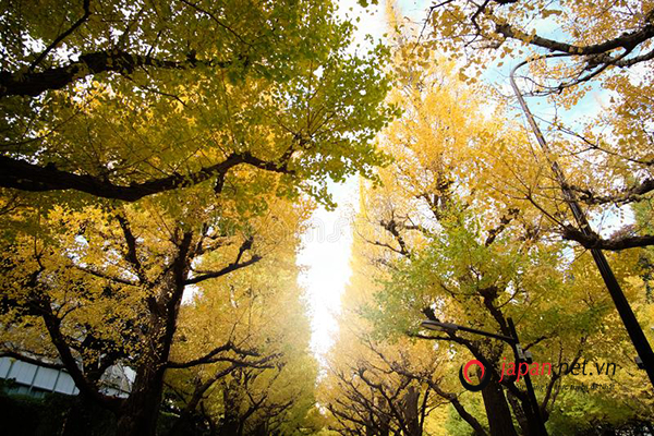 Gợi ý 8 địa điểm tại Tokyo thưởng trọn mùa thu Nhật Bản