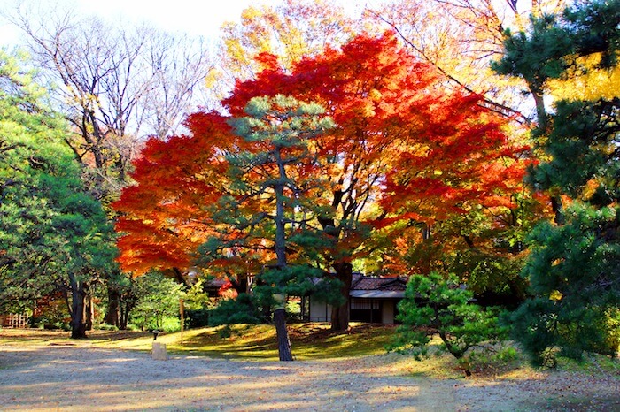 Gợi ý 8 địa điểm tại Tokyo thưởng trọn mùa thu Nhật Bản