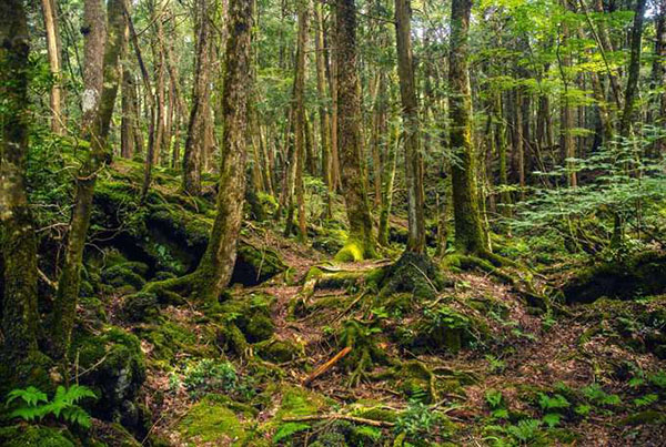 Hướng dẫn đến Aokihara, khu rừng tự sát ở Nhật Bản