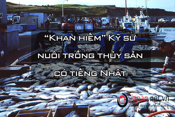 “Khan hiếm” Kỹ sư nuôi trồng thủy sản có tiếng Nhật