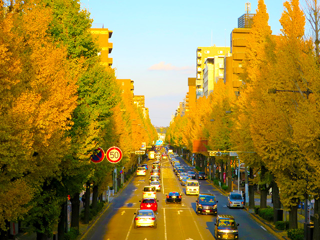 Những đường cây rẻ quạt đẹp ngất ngây ở Nhật Bản