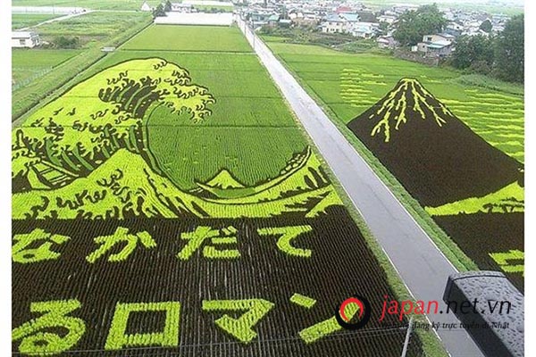Đến Nhật Bản chiêm ngưỡng nghệ thuật tanbo trên cánh đồng lúa