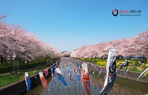 Koinobori- Lễ hội cờ cá chép dành riêng cho bé trai Nhật Bản