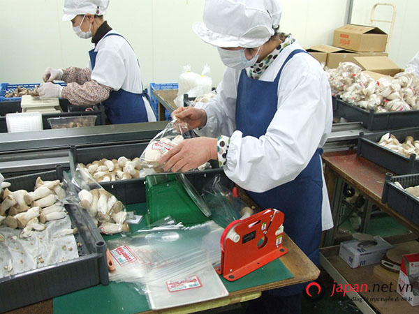 Tuyển 24 Nam đơn hàng trồng nấm ở Nhật Bản lương 28 triệu, làm việc tại Akita