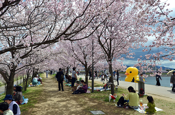 Các địa điểm ngắm hoa anh đào đẹp ngất ngây tại Nhật Bản