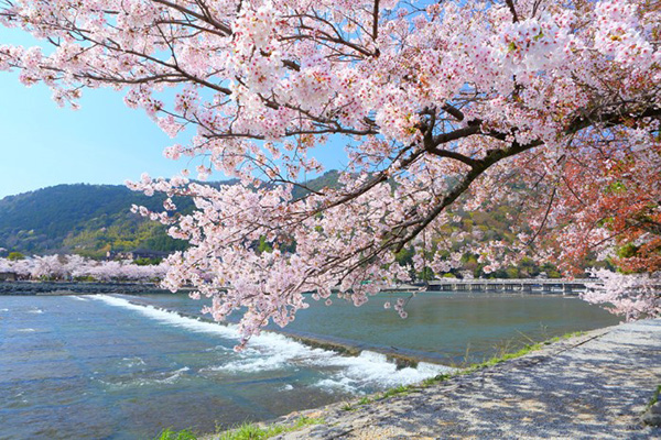 Các địa điểm ngắm hoa anh đào đẹp ngất ngây tại Nhật Bản