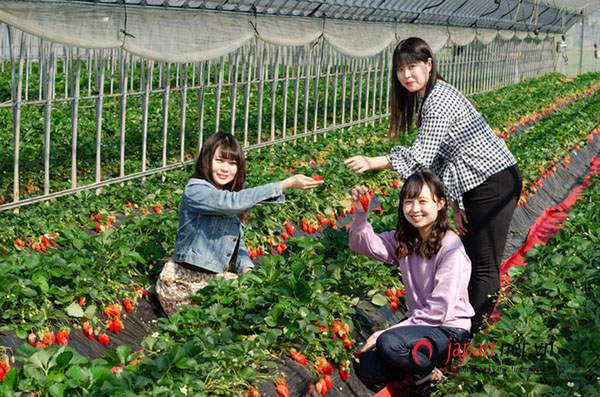 [Tuyển Gấp] Đơn hàng XKLĐ làm trồng dâu tây tại Ibaraki Nhật Bản