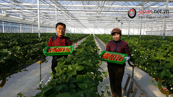 [Tuyển Gấp] Đơn hàng XKLĐ làm trồng dâu tây tại Ibaraki Nhật Bản