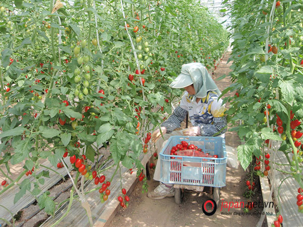 [NÓNG] Tuyển 30 Nam/nữ đi Nhật lần 2 đơn hàng trồng rau nhà kính LƯƠNG CAO