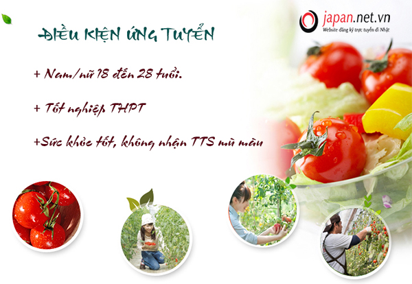 XKLĐ Nhật tháng 05/2022: đơn hàng trồng cà chua tại Tokushima lương cao