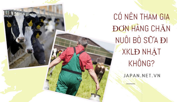 Có nên tham gia đơn hàng chăn nuôi bò sữa đi XKLĐ Nhật không?