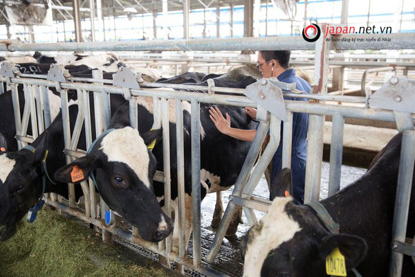 TUYỂN GẤP!!! Đơn hàng chăn nuôi bò sữa tại Nagano, cam kết làm thêm nhiều