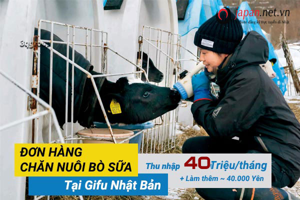 ĐƠN HOT- tuyển 24 Nam/nữ đơn hàng đi nhật lần 2 ngành chăn nuôi bò sữa