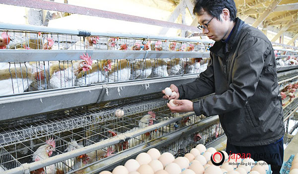 ĐƠN HIẾM Tuyển 12 nữ đơn hàng nhặt trứng gà Nhật Bản lương trên 15 man
