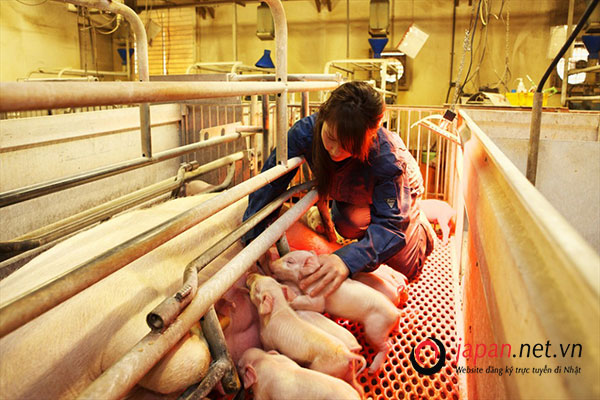 CẦN GẤP 15 Nữ đơn hàng chăn nuôi lợn tại Hokkaido, Nhật Bản