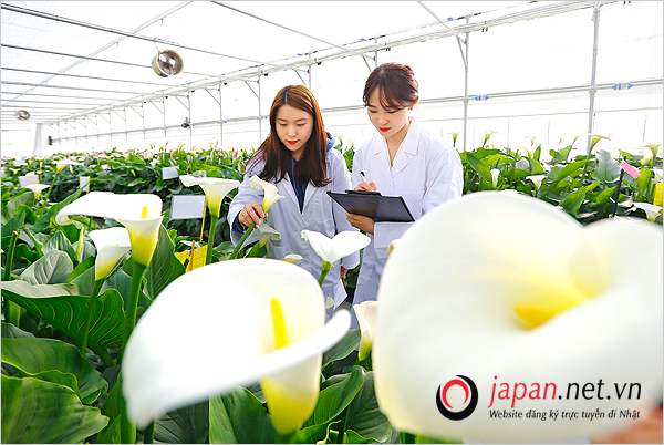 Đối tác truyền thống- Tuyển 30 Nam đơn hàng trồng hoa nhà kính tại Gifu