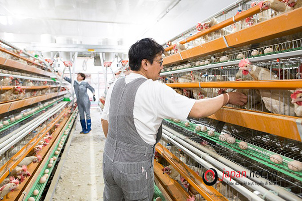 Cần tuyển 30 Nữ đơn hàng nuôi gà đi Nhật lương cao tại Yamanashi
