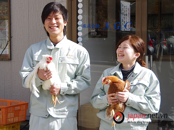 Cần tuyển 30 Nữ đơn hàng nuôi gà đi Nhật lương cao tại Yamanashi