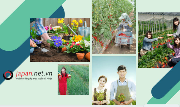 Thông báo đơn hàng visa đặc định ngành nông nghiệp nhà kính LƯƠNG RẤT CAO