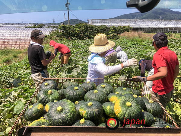 TUYỂN GẤP!!! Đơn hàng trồng và thu hoạch bí đỏ tại Chiba, cam kết làm thêm nhiều