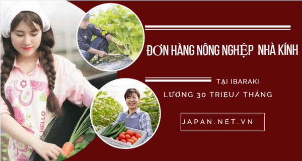 ĐƠN VIP: Tuyển 60 Nam đơn hàng trồng rau nhà kính tại Ibaraki, tăng ca rất nhiều