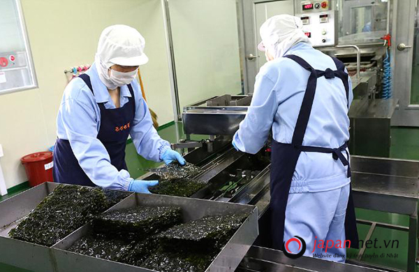 TUYỂN 30 Nữ đơn hàng chế biến rong biển tại Okinawa, cam kết tăng ca nhiều